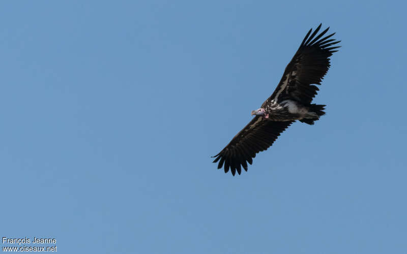 Lappet-faced Vultureadult, Flight