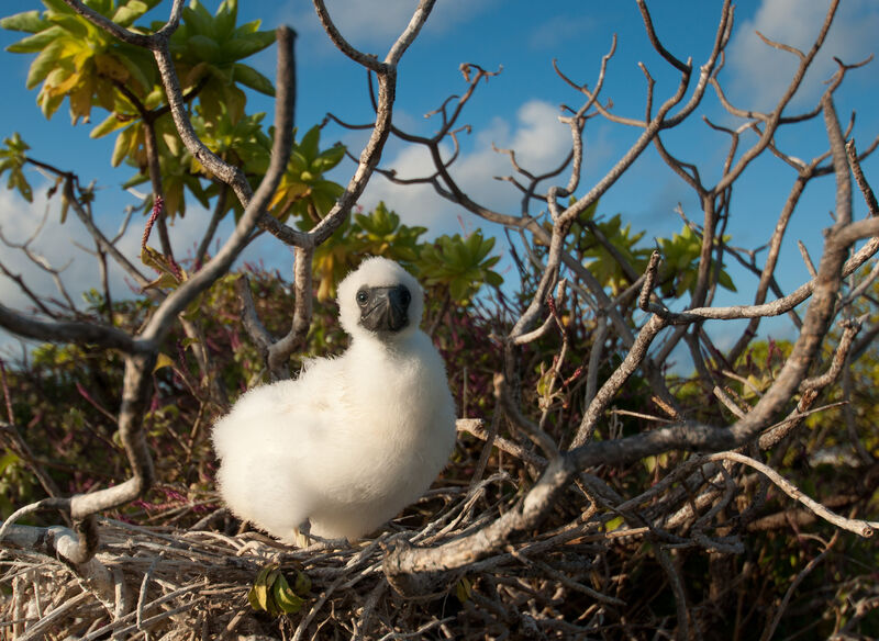 Red-footed Boobyjuvenile
