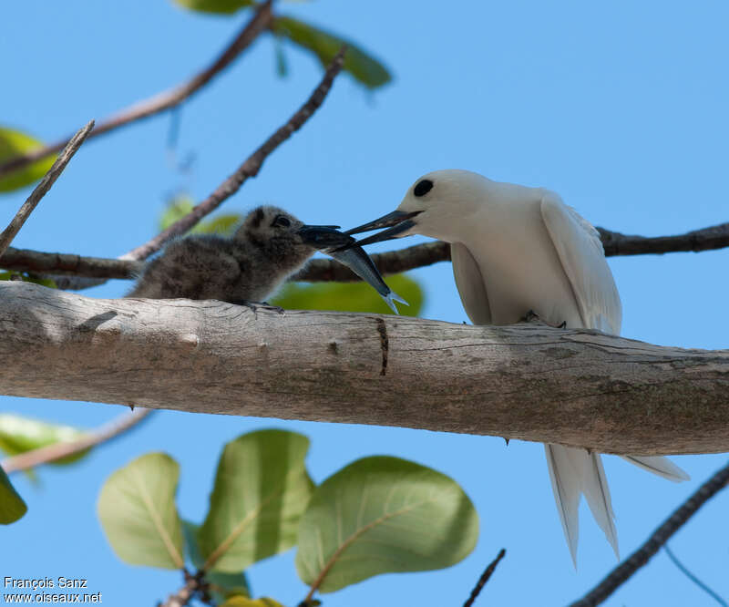 White Tern, feeding habits, eats, Reproduction-nesting