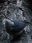 Corsican Nuthatch