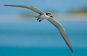 Spectacled Tern