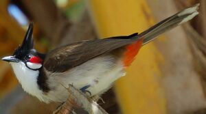 Bulbul orph�e