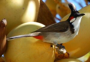 Bulbul orph�e