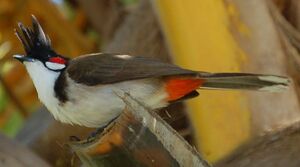 Bulbul orph�e