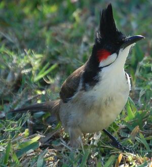 Bulbul orph�e