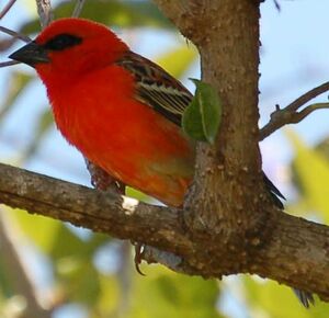 Red Fody