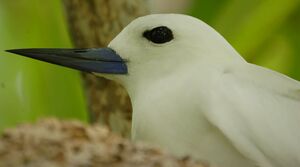 White Tern