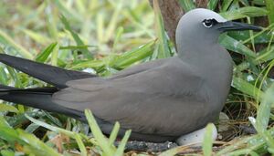 Brown Noddy