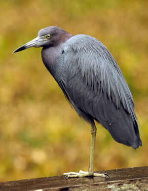 Little Blue Heron