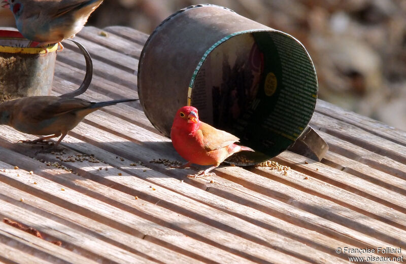 Red-billed Firefinch, identification