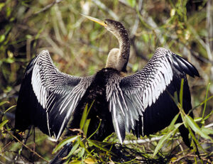 Anhinga d'Am�rique