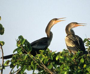 Anhinga d'Am�rique