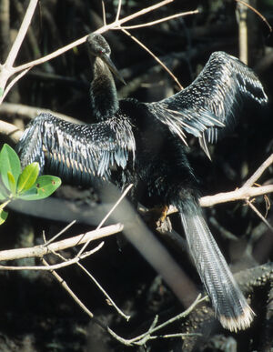 Anhinga d'Am�rique