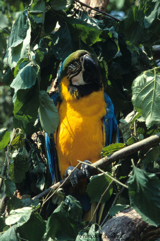 Blue-and-yellow Macawadult, identification