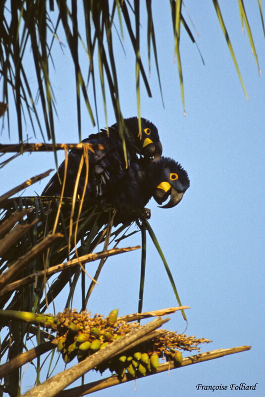 Hyacinth Macaw adult, identification