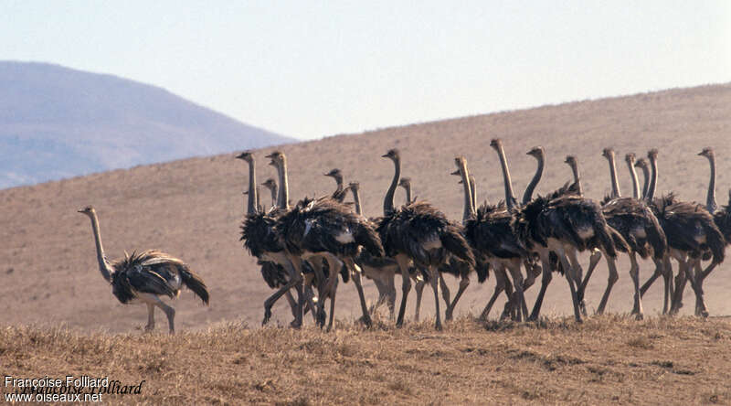 Common Ostrich, Behaviour