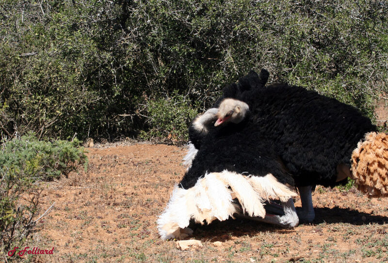 Common Ostrich male adult, Behaviour