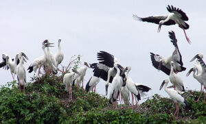 Asian Openbill