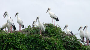 Asian Openbill