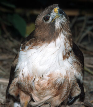 Roadside Hawk