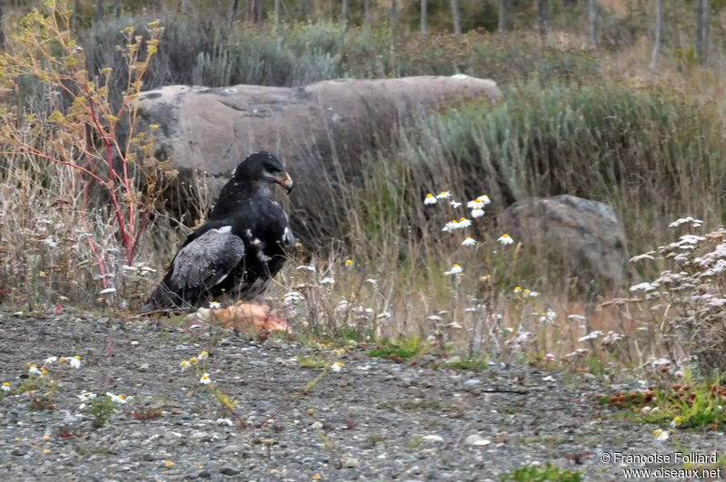 Black-chested Buzzard-Eagle, eats