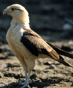 Caracara � t�te jaune