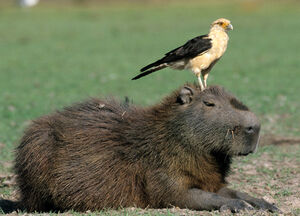 Caracara � t�te jaune