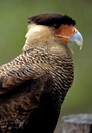 Caracara hupp�