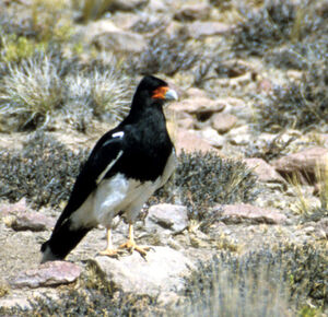 Mountain Caracara