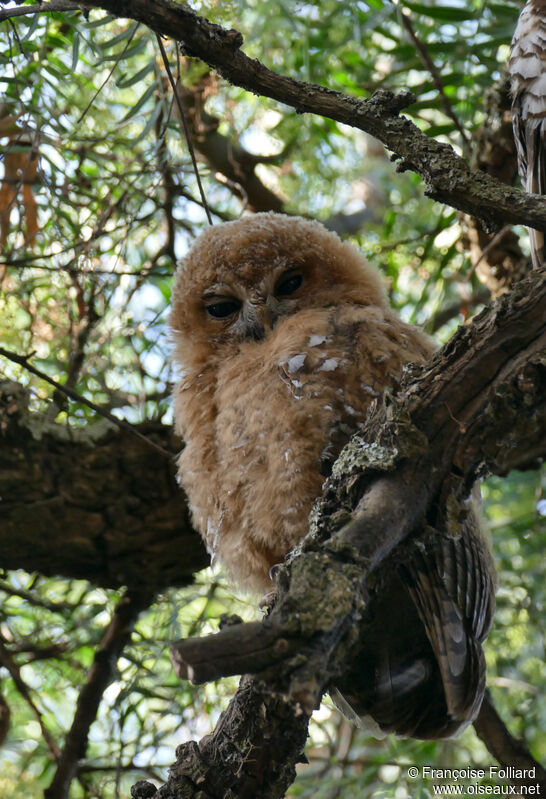 African Wood Owljuvenile