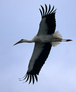 Cigogne blanche