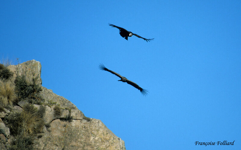 Andean Condor , Flight
