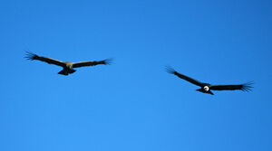 Andean Condor