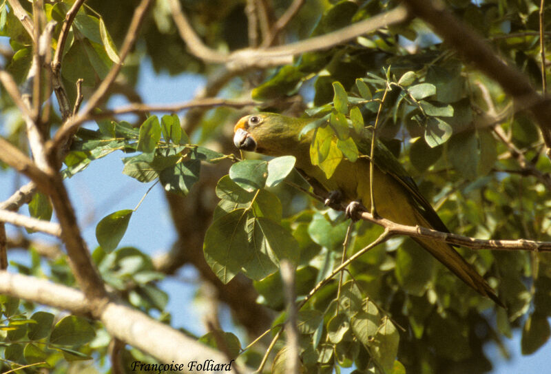 Peach-fronted Parakeet, identification
