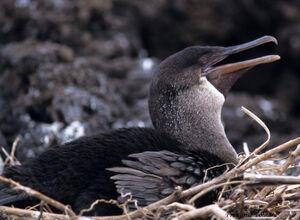 Flightless Cormorant