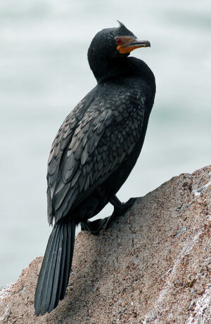 Cormoran couronn�