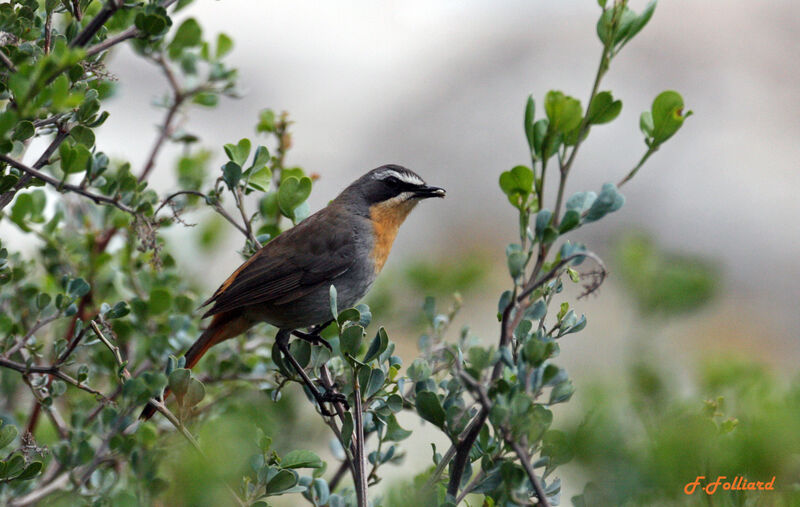 Cape Robin-Chatadult, identification, Behaviour