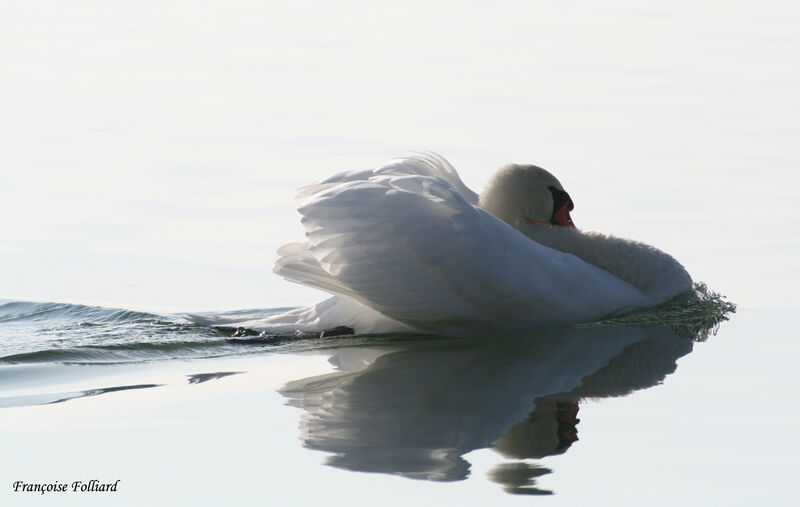 Mute Swan male adult, identification