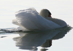 Mute Swan