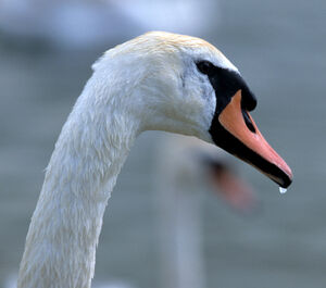 Cygne tubercul�
