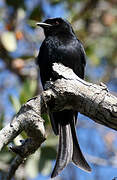 Fork-tailed Drongo