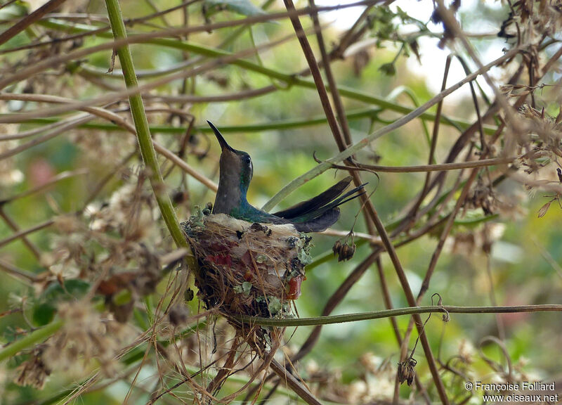 Cuban Emerald, identification, Reproduction-nesting