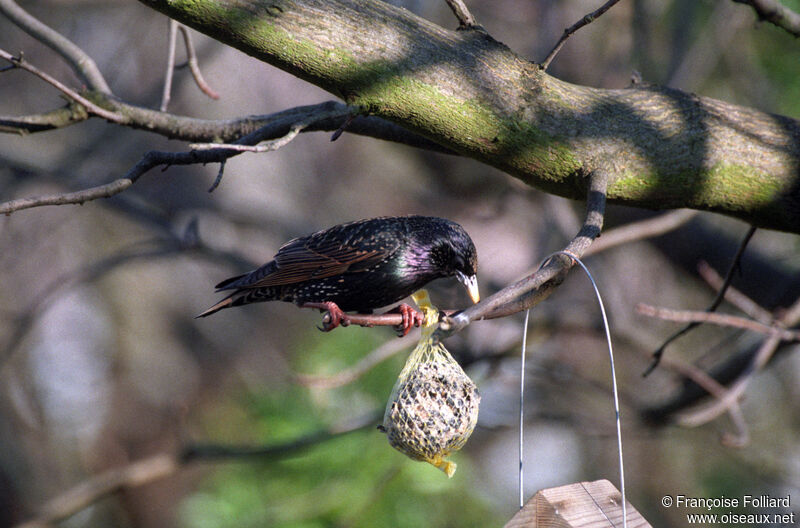 Common Starling, identification, eats