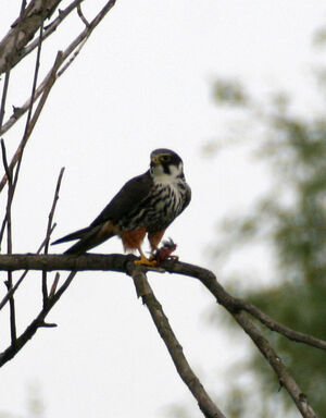 Eurasian Hobby