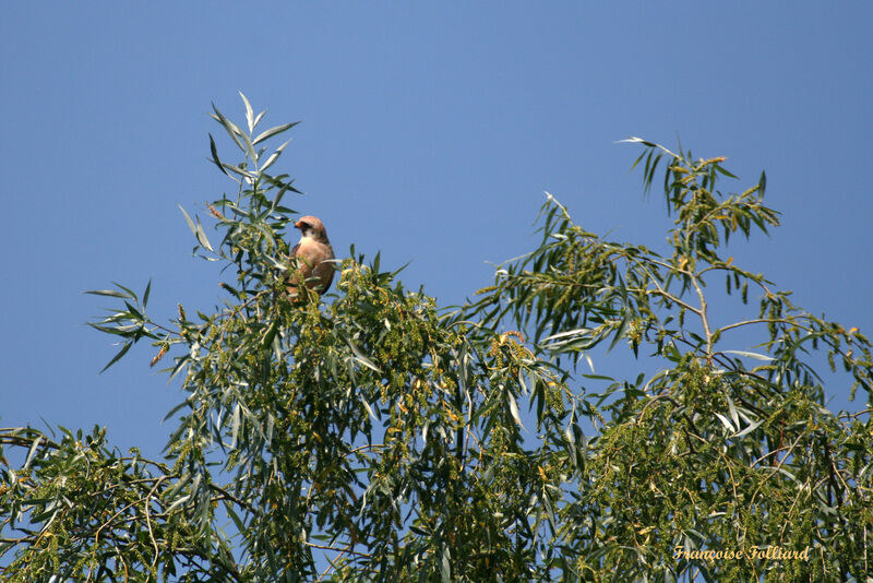 Faucon kobez femelle adulte, identification