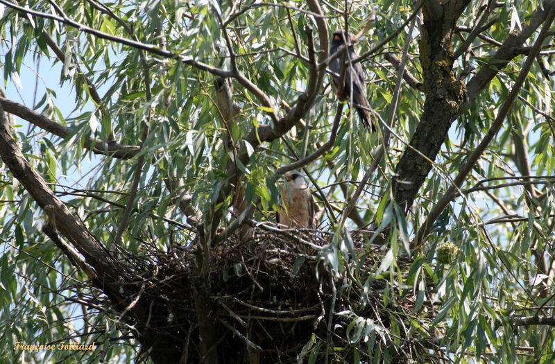 Red-footed Falcon , Reproduction-nesting