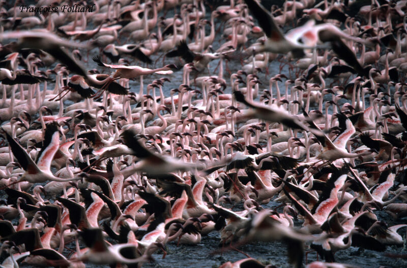 Lesser Flamingo, Flight, Behaviour
