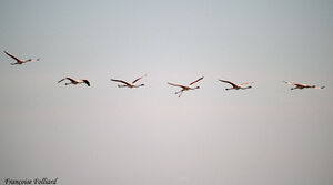 Flamant rose