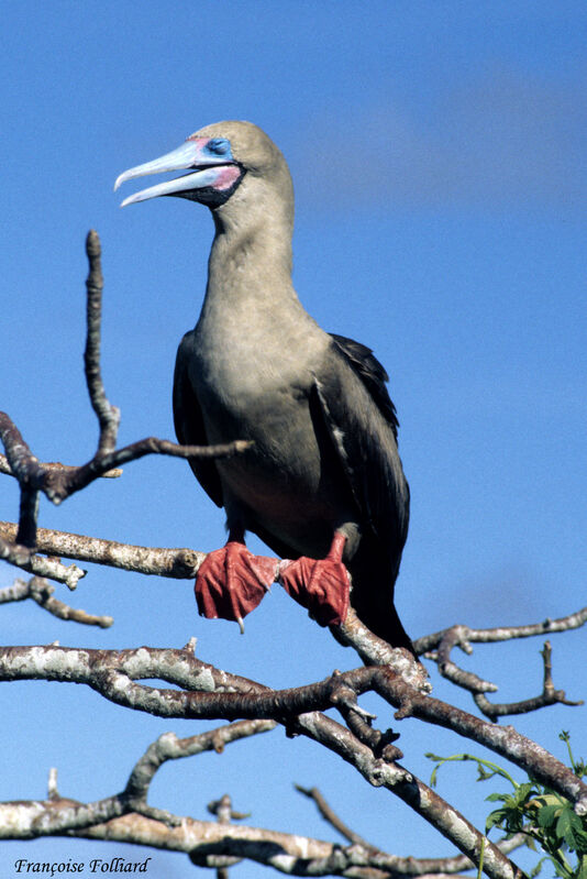 Red-footed Boobyadult, identification
