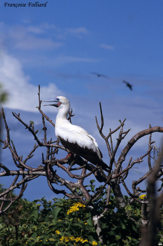 Red-footed Booby, identification